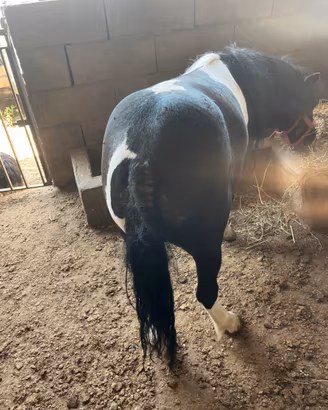 Pony femmina