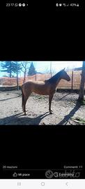 Cavallo quarter horse