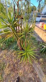 Yucca elephantipes
