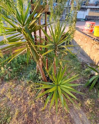 Yucca elephantipes