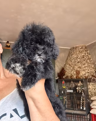 Animali