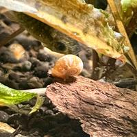 Lumache da acquario Planorbella Duryi