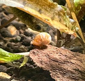 Lumache da acquario Planorbella Duryi