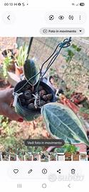 Macrophylla e mathilde 