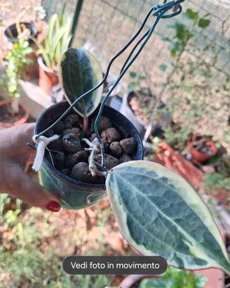 Macrophylla e mathilde 