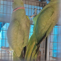 Parrocchetto collare coppia