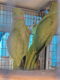 Parrocchetto collare coppia