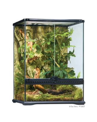 Nuovo Terrario Exo Terra Glass Terrarium 60x45x30