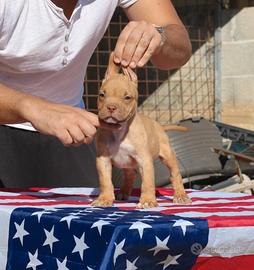 Pitbull UKC M red