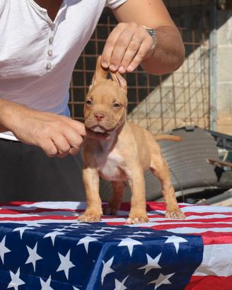 Pitbull UKC M red