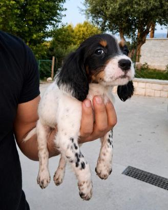 Setter Inglese Tricolore Femmina