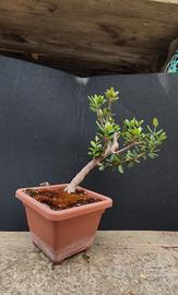 bonsai di ulivo 8