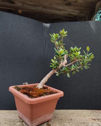 bonsai di ulivo 8