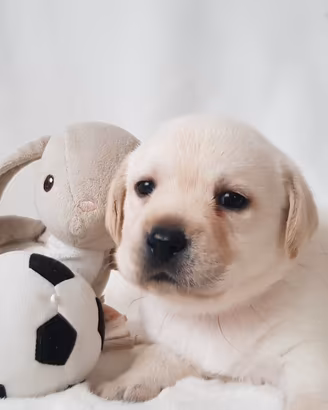 Disponibili cuccioli di labrador retriever