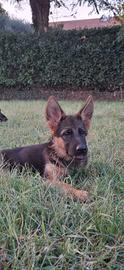 Cuccioli pastore tedesco pedigree