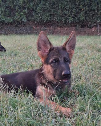 Cuccioli pastore tedesco pedigree
