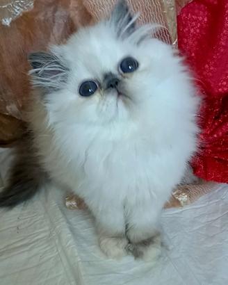 Disponibile cucciola persiana