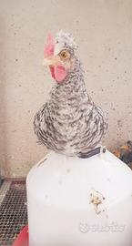 Galli