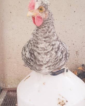 Galli