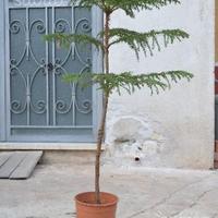 ' Araucaria heterophylla