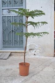 ' Araucaria heterophylla