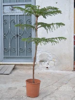 ' Araucaria heterophylla