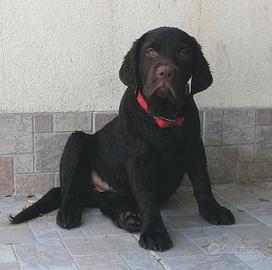 Labrador chocolate femminuccia 3 mesi