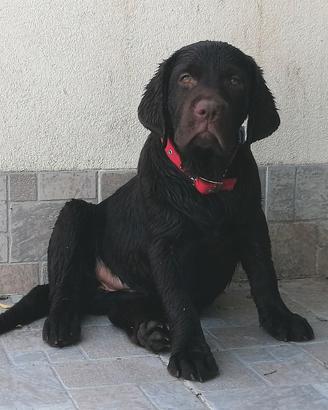 Labrador chocolate femminuccia 3 mesi