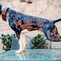 Catahoula Leopard Dog