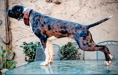 Catahoula Leopard Dog