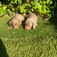 Cuccioli di bassotto kaninken/nano