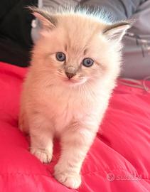 Ragdoll maschio 3 mesi disponibile
