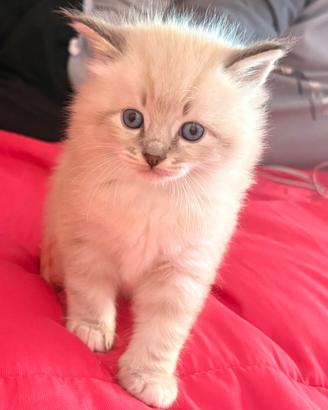 Ragdoll maschio 3 mesi disponibile