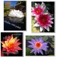 assortimento ninfee/ fior di Loto 
