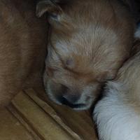 Cuccioli maschi Golden Retiver Susa