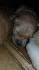 Cuccioli maschi Golden Retiver Susa