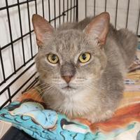 COOKIE sei una meraviglia