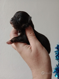 Cuccioli di chihuahua