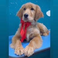 Cane golden retriever