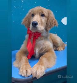 Cane golden retriever