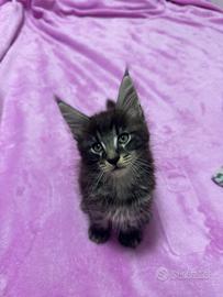 Cucciolo di Mainecoon