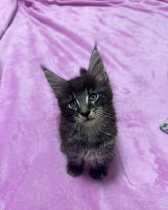 Cucciolo di Mainecoon