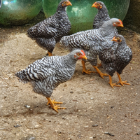 2 galli razza Amrock