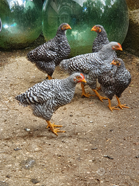 2 galli razza Amrock