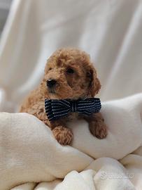 Cuccioli di BARBONCINO Nano con pedigree