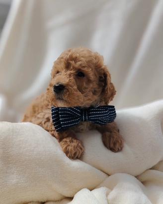 Cuccioli di BARBONCINO Nano con pedigree