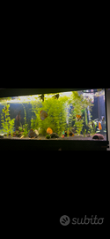 Acquario