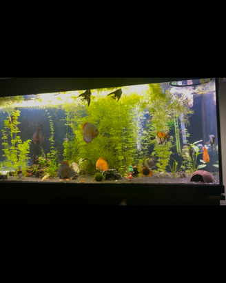 Acquario
