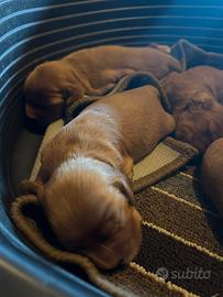 Cocker spaniel cuccioli
