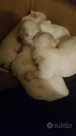 Cuccioli maltesi